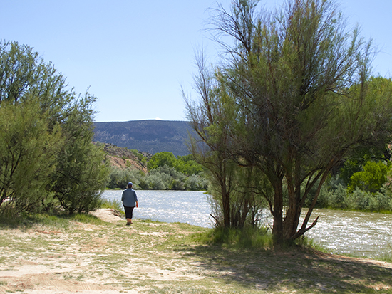 Photo of Tamarisks Along the Rio Chama